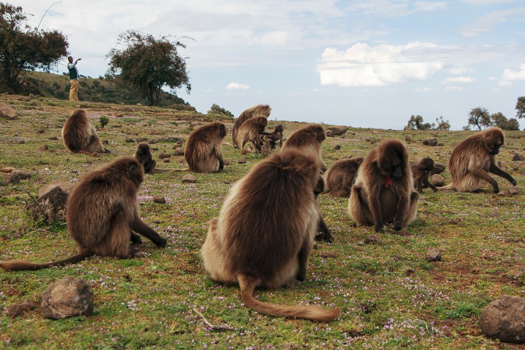 15-Grazing Gelada monkeys.jpg - Grazing Gelada monkeys